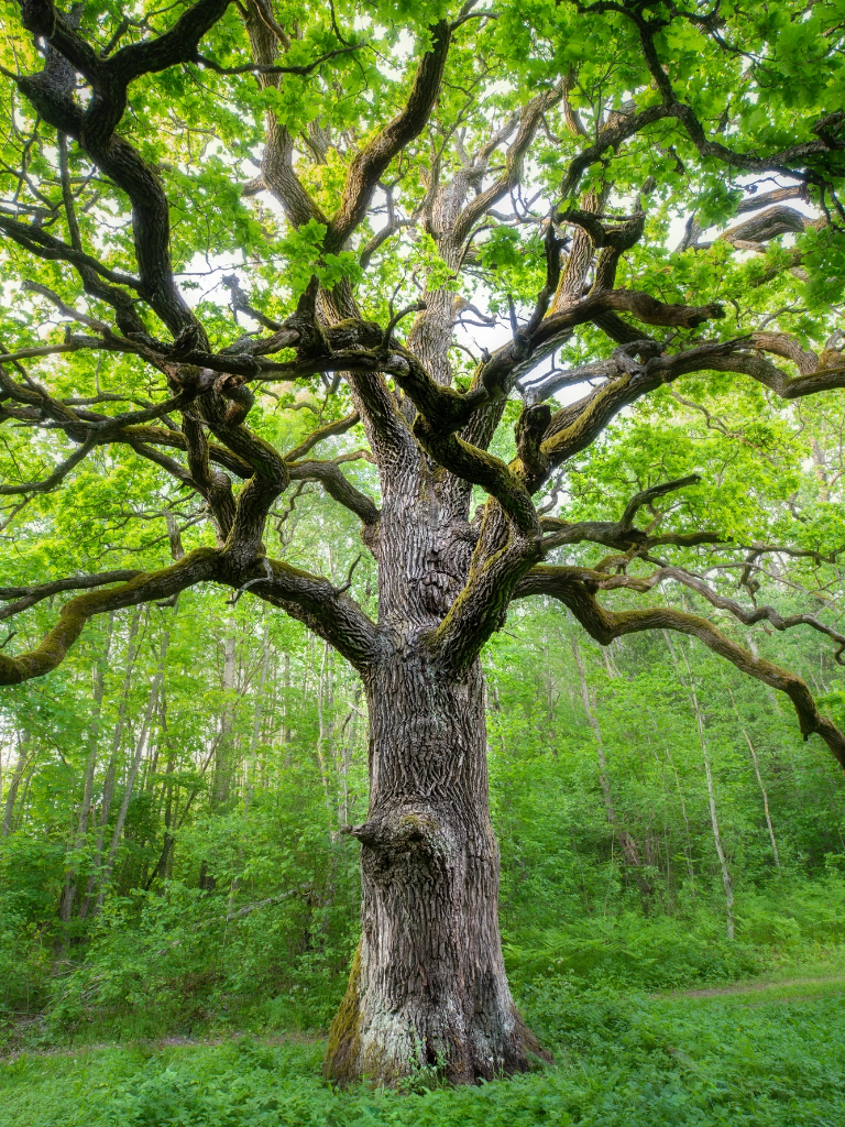 Natureza misteriosa